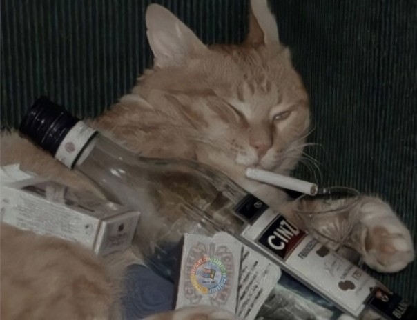 Create meme: cat with a cigarette, cat with a cigarette, drunk cat