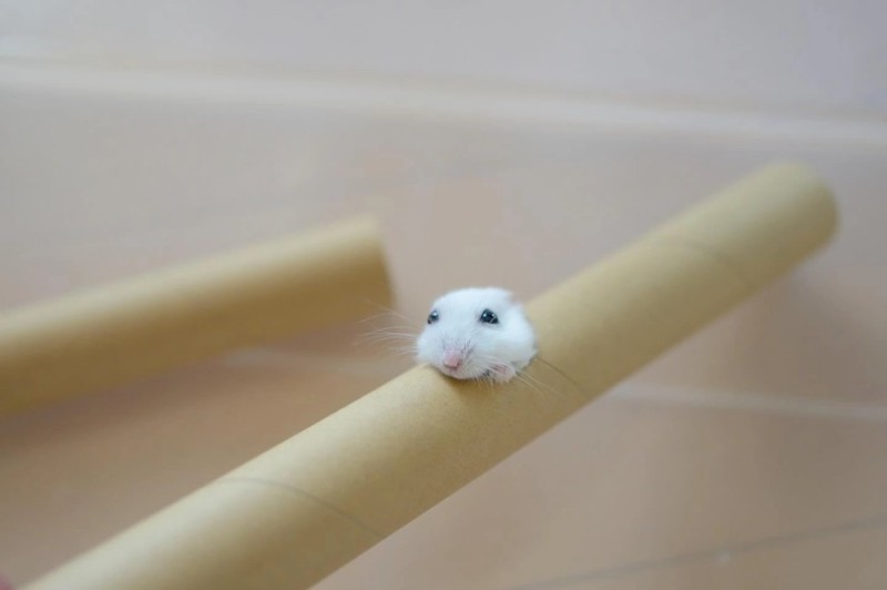 Create meme: The long hamster, the hamster is white, funny hamster