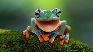 Create meme: green frog, the frog smiles