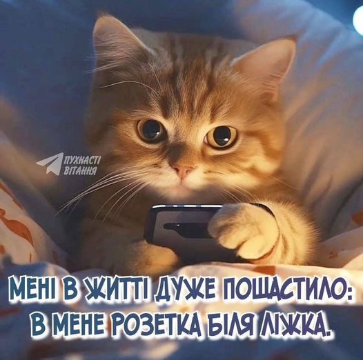 Create meme: cat , cute cats , cats are cute