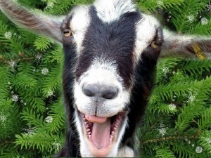 Create meme: horns, goat, goat