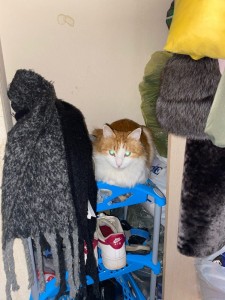 Создать мем: кот, кошка на шкафу, котики