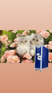 Create meme: cat, cat flowers, cat