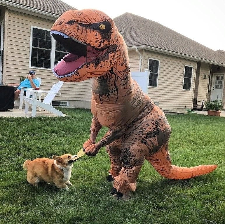 Create meme: funny dinosaur, full-length dinosaur costume, the dinosaur is big