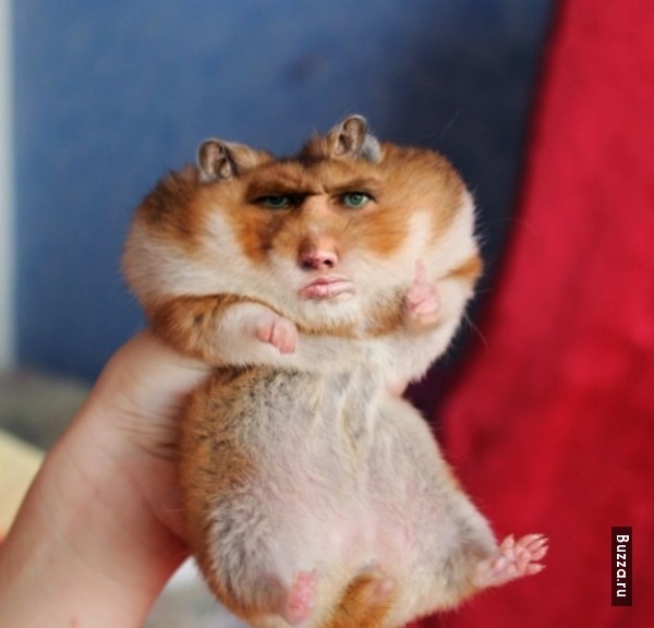 Create Meme Photo Hamster Meme Get A Hamster Hamster Pictures Meme Arsenal Com