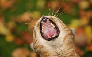 Create meme: ajar cat's mouth, screaming cat, yawning cat