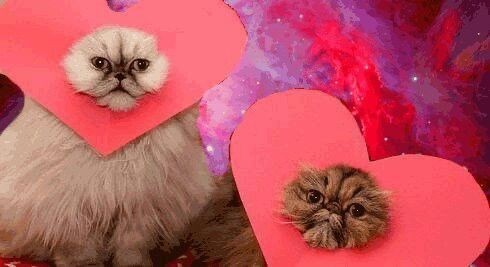 Create meme: cat with a heart, A cat with a heart, cute Valentines