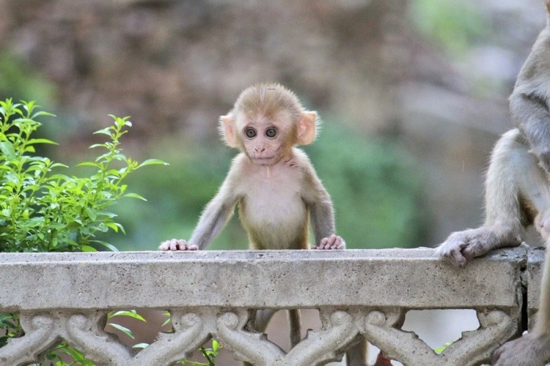 Create meme: little monkeys are alive, little monkey, little monkey bibi