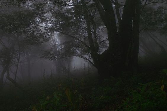 Create meme: forest fog, dark photos, gloomy paradise