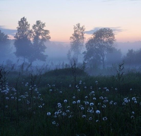 Create meme: fog nature, foggy morning, fog in the morning