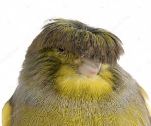 Create meme: tumbler Canary, the Canary is a joke, Canary with bangs