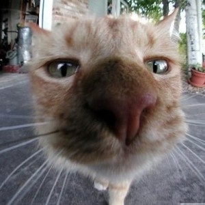 Create meme: funny cats, cat nose in the camera, curious cat