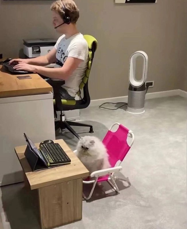 Create meme: cat at work, jokes 2023, the dog at the computer