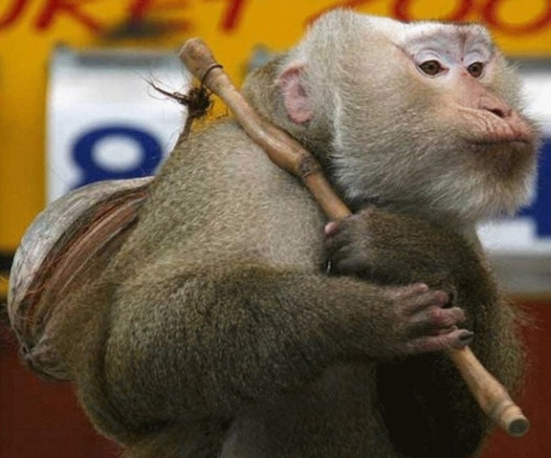 Create meme: monkey , You are evil, I will leave you, monkey