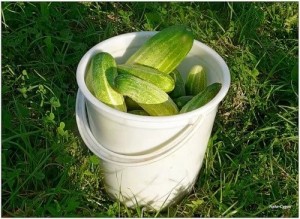 Create meme: Not a bucket of cucumbers