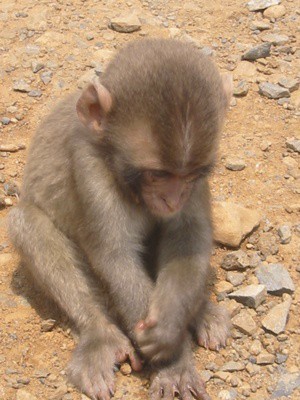 Create meme: monkey , javanese macaque baby, monkey 