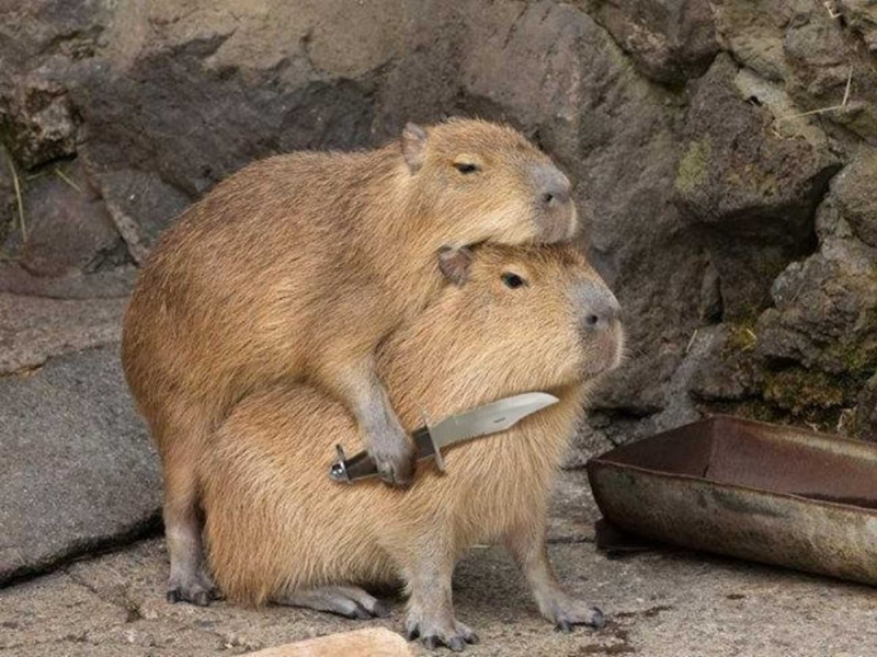 Create meme: capybara is funny, nutria and capybara, capybara animal