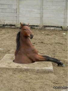 Create meme: Horse in the hatch