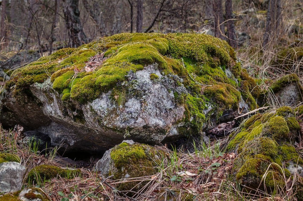 Камни мох фото Create meme "mossy stone, mosses and lichens, lichens on rocks" - Pictures - Mem