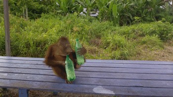 Create meme: monkey , drunk monkey, The drunken monkey