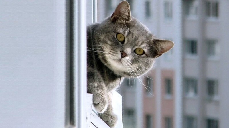 Создать мем: кошка, мечтательный кот, кот грустит у окна