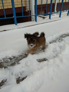 Create meme: dog, snow, Dog