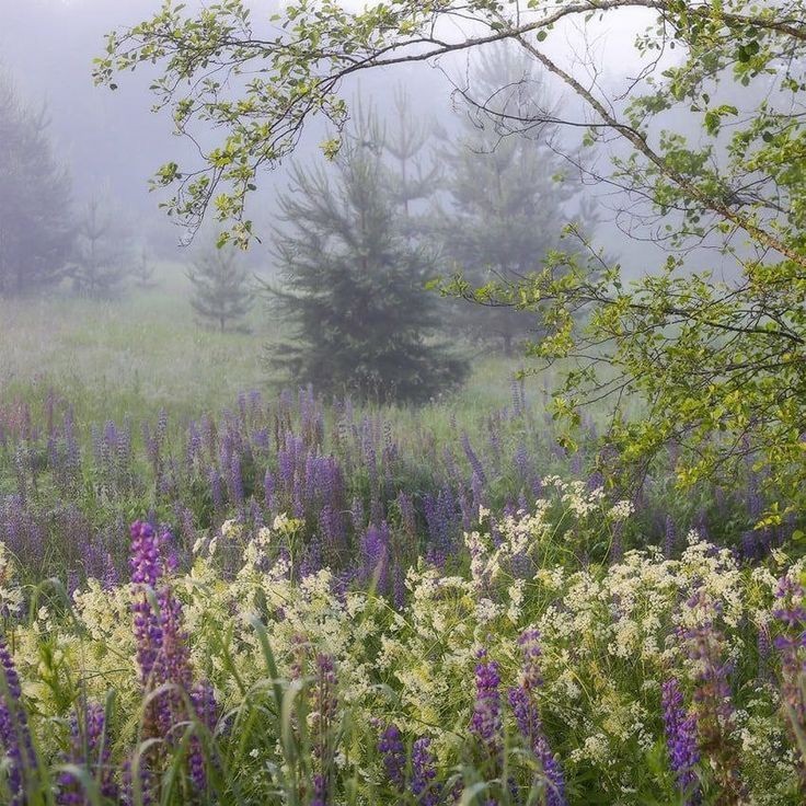 Create meme: morning nature, Flowers in the fog, Lupine fog