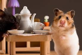Create meme: hamster funny, the Syrian hamster, hamster