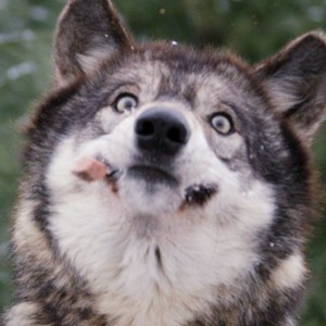 Create meme: wolf, funny wolf