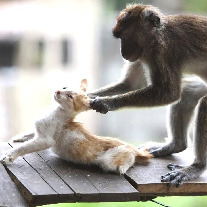 Create meme: the monkey and the cat, monkeys hug, animals jokes 