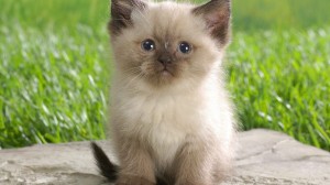 Create meme: cute kittens, cute cats, the most beautiful kittens