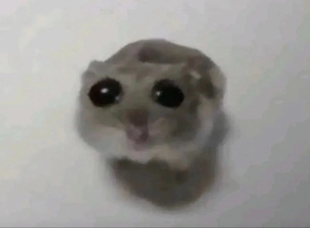Create meme: big eyes meme, A hamster with big eyes, the hamster looks at the camera