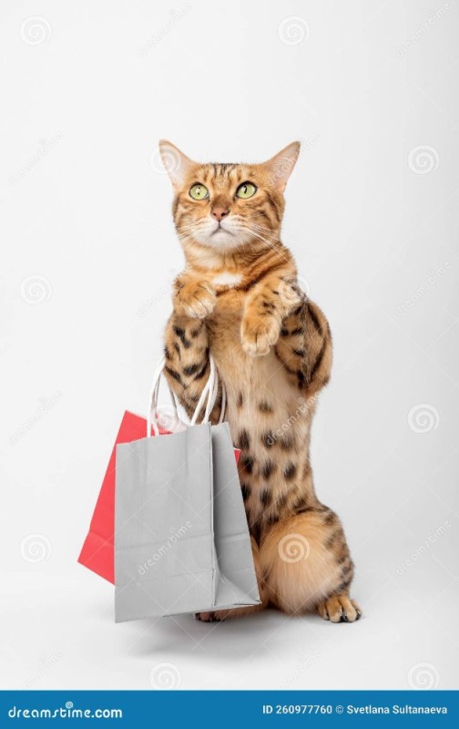 Create meme: Bengal cat on white background, the cat looks out on a white background, cat 