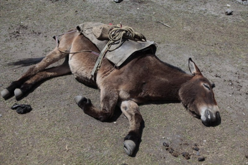 Create meme: donkey , tired horse, donkeys