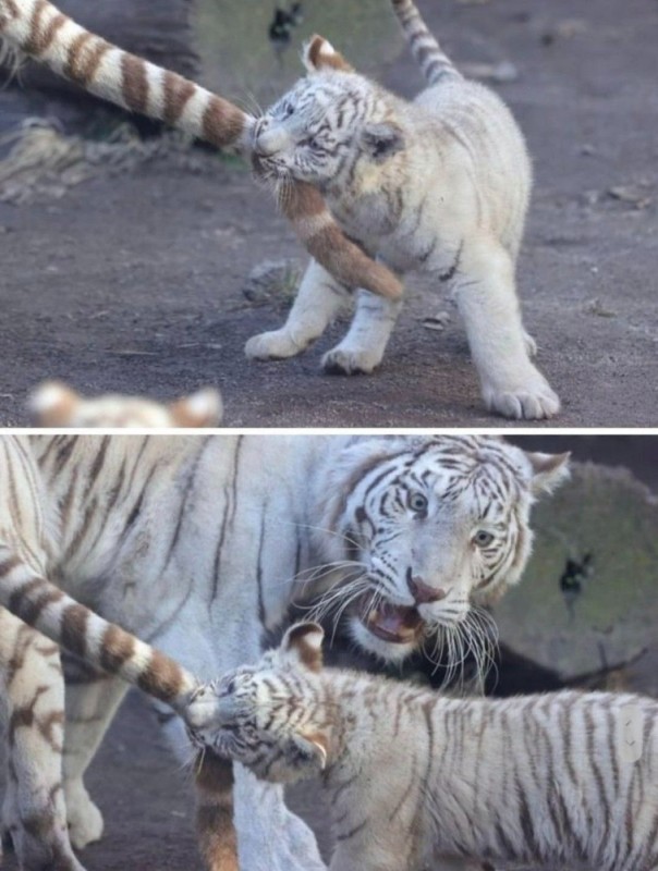 Create meme: white tiger , Bengal tiger , the albino bengal tiger