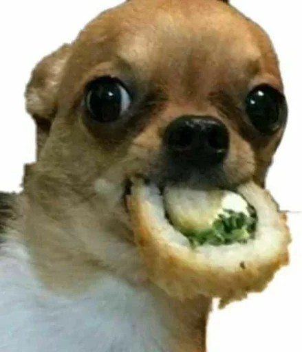 Create meme: a meme with a dog and sushi, Chihuahua funny, memes with dogs