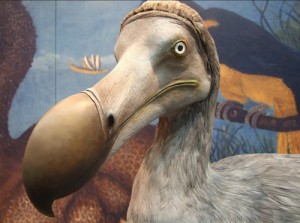 Создать мем: додо, shoebill, the dodo