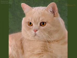 Создать мем: британский короткошерстный кот, британский кот, британская короткошёрстная кошка персиковая