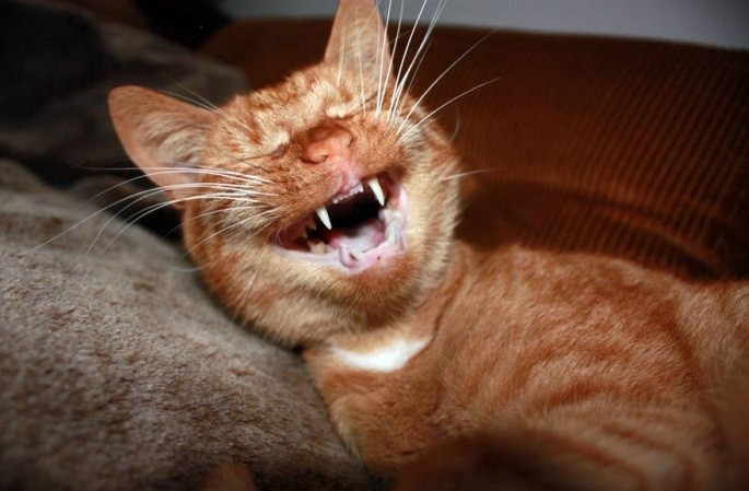 Create meme: screaming cat, cat , cat smiles