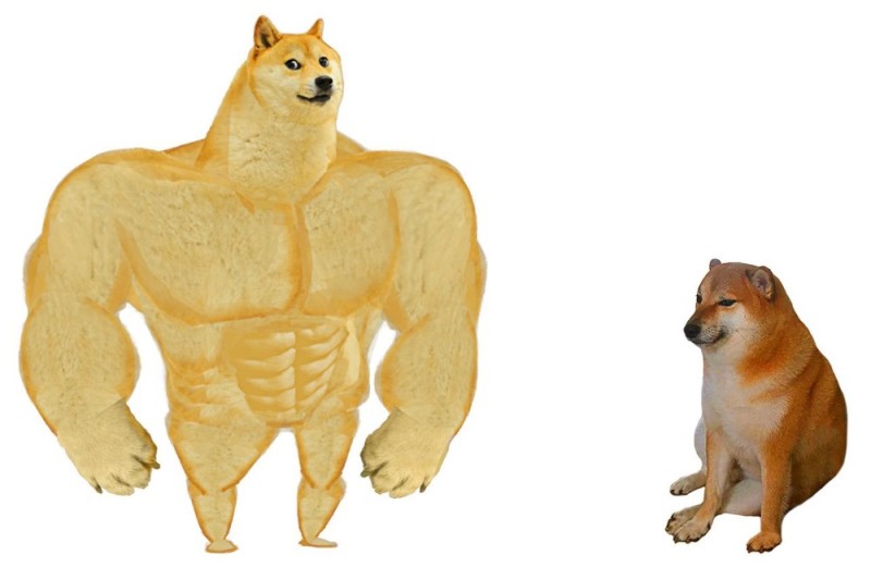 Create meme: shiba inu jock, Jock the dog, dog Jock