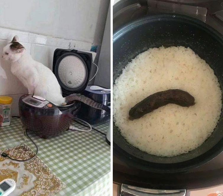 Create meme: the cat shat in the slow cooker, the cat pooped in the slow cooker, the cat pooped in the slow cooker