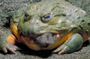 Create meme: the bull frog