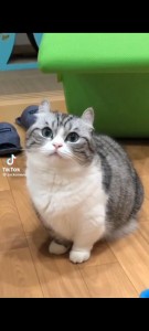 Create meme: cat, cat, cat