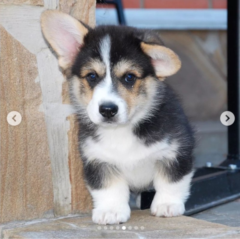 Create meme: Welsh Corgi puppies, Welsh Corgi dog, welsh corgi pembroke