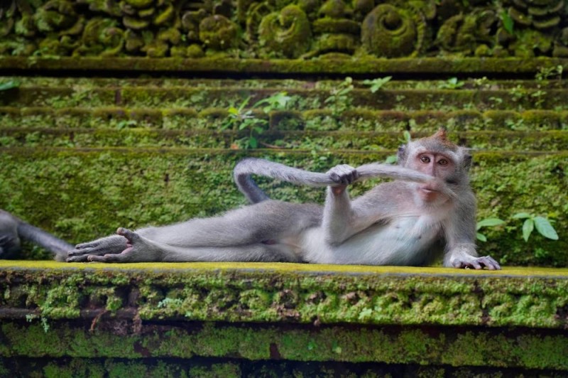 Create meme: little monkey, monkey , monkey forest in bali