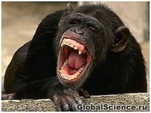 Create meme: primates, the jaws of the gorilla, teeth of a chimpanzee