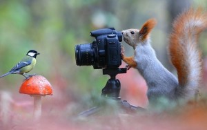 Создать мем: птицы, фотоаппарат, фотограф