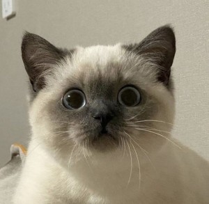 Create meme: Siamese cat, ragdoll, cat