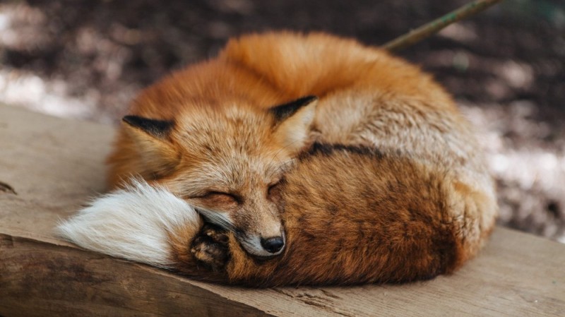 Create meme: red Fox, Fox, Fox 