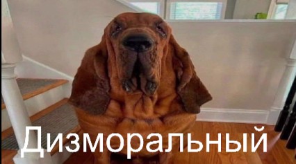 Create meme: bloodhound breed, dog , breed of bloodhound dogs